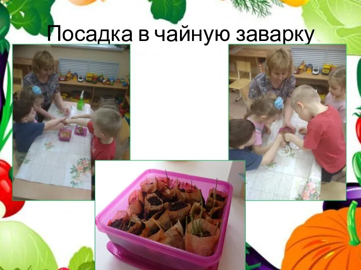 Посадка в чайную заварку