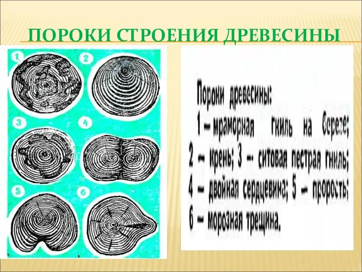 ПОРОКИ СТРОЕНИЯ ДРЕВЕСИНЫ