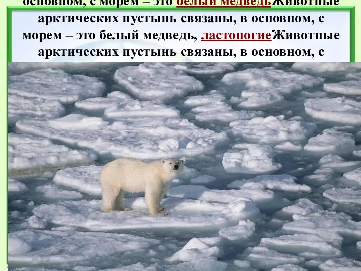 Животные арктических пустынь связаны, в основном, с морем – это белый