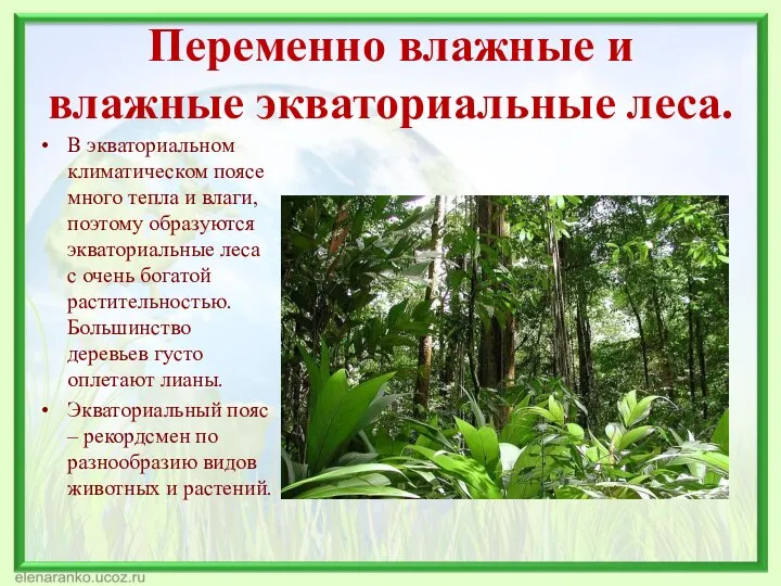 Переменно влажные и влажные экваториальные леса. В экваториальном климатическом поясе много