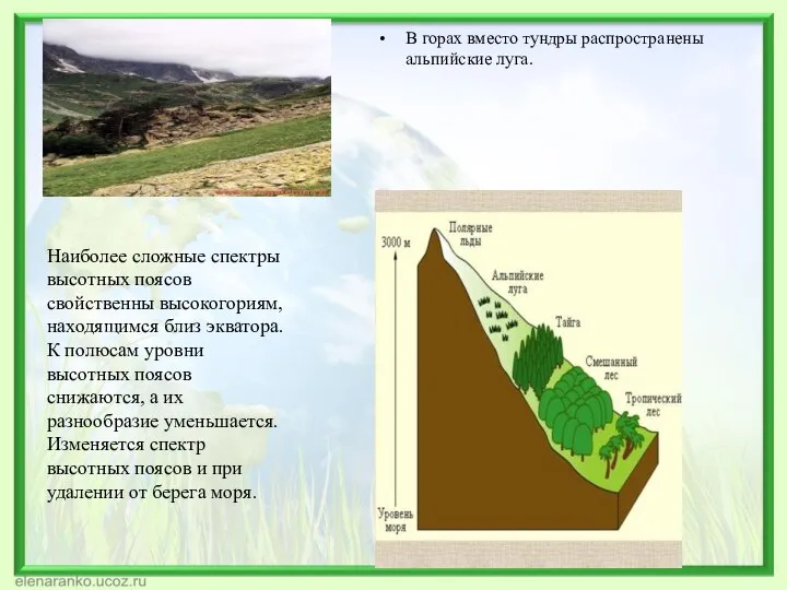В горах вместо тундры распространены альпийские луга. Наиболее сложные спектры высотных