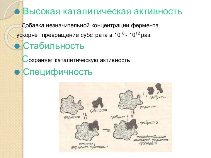 Высокая каталитическая активность Добавка незначительной концентрации фермента ускоряет превращение субстрата в