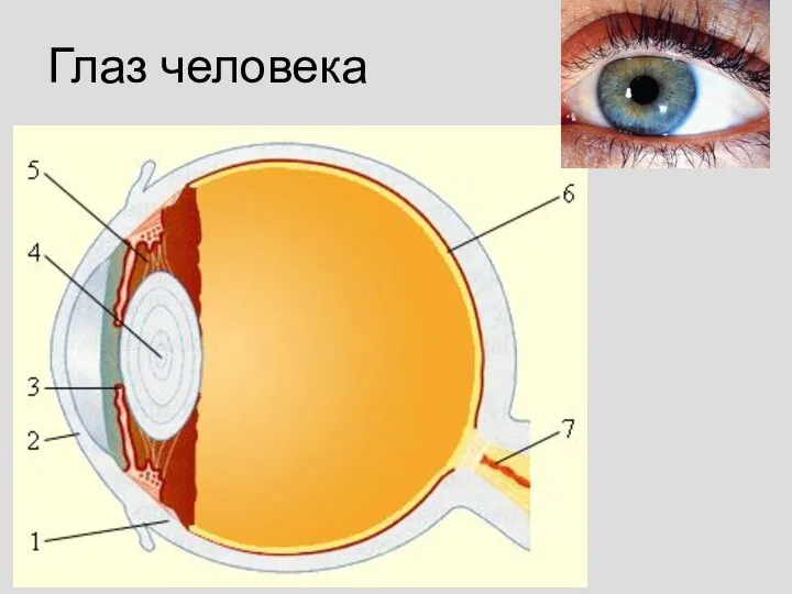 Глаз человека