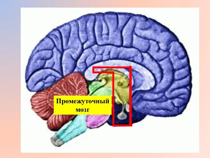 Промежуточный мозг