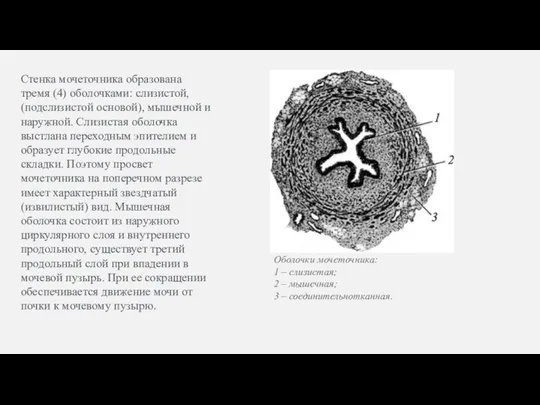 Стенка мочеточника образована тремя (4) оболочками: слизистой, (подслизистой основой), мышечной и