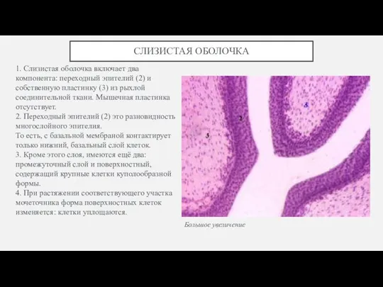 СЛИЗИСТАЯ ОБОЛОЧКА 1. Слизистая оболочка включает два компонента: переходный эпителий (2)