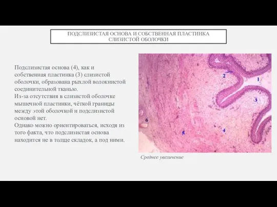 ПОДСЛИЗИСТАЯ ОСНОВА И СОБСТВЕННАЯ ПЛАСТИНКА СЛИЗИСТОЙ ОБОЛОЧКИ Подслизистая основа (4), как