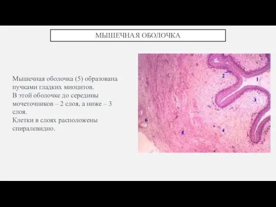 МЫШЕЧНАЯ ОБОЛОЧКА Мышечная оболочка (5) образована пучками гладких миоцитов. В этой