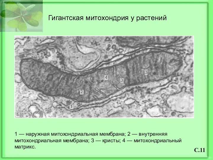 Гигантская митохондрия у растений 1 — наружная митохондриальная мембрана; 2 —