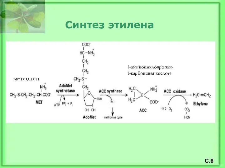 Синтез этилена С.6 метионин 1-аминоциклопропан- 1-карбоновая кислота