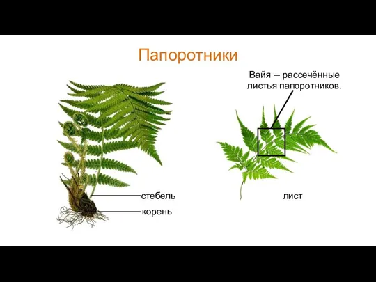 Папоротники лист Вайя — рассечённые листья папоротников.