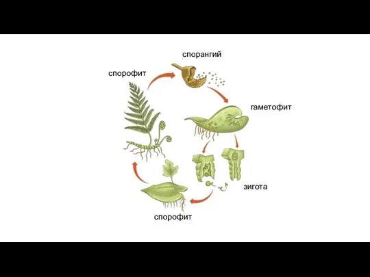спорангий гаметофит спорофит спорофит зигота