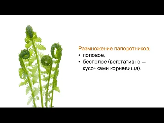 Размножение папоротников: половое, бесполое (вегетативно — кусочками корневища).