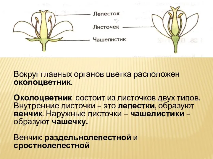 Вокруг главных органов цветка расположен околоцветник. Околоцветник состоит из листочков двух