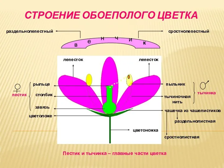 СТРОЕНИЕ ОБОЕПОЛОГО ЦВЕТКА в е н ч и к лепесток лепесток