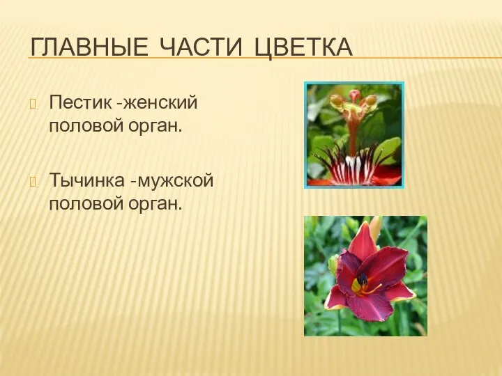 ГЛАВНЫЕ ЧАСТИ ЦВЕТКА Пестик -женский половой орган. Тычинка -мужской половой орган.