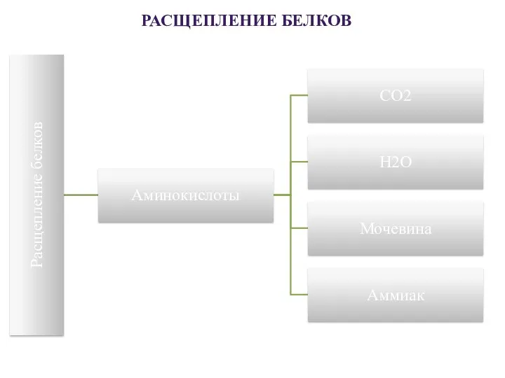 РАСЩЕПЛЕНИЕ БЕЛКОВ