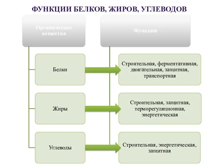 ФУНКЦИИ БЕЛКОВ, ЖИРОВ, УГЛЕВОДОВ