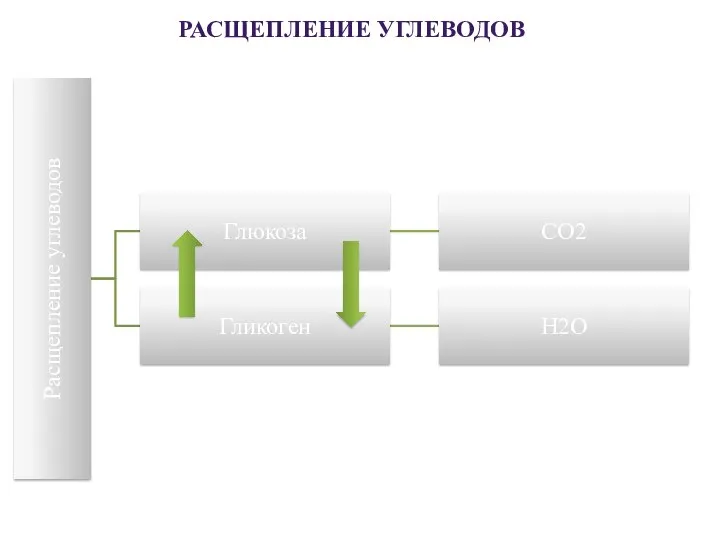 РАСЩЕПЛЕНИЕ УГЛЕВОДОВ