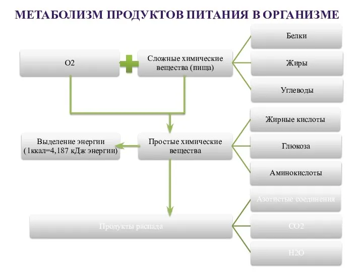 МЕТАБОЛИЗМ ПРОДУКТОВ ПИТАНИЯ В ОРГАНИЗМЕ