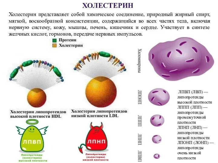 ХОЛЕСТЕРИН Холестерин представляет собой химическое соединение, природный жирный спирт, мягкой, воскообразной