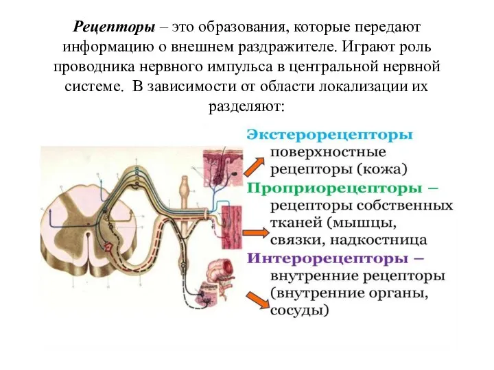 Рецепторы – это образования, которые передают информацию о внешнем раздражителе. Играют