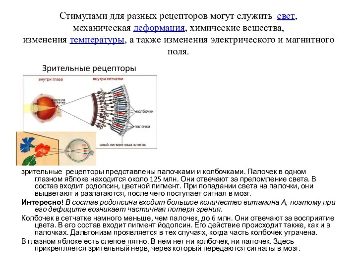 Стимулами для разных рецепторов могут служить свет,механическая деформация, химические вещества, изменения