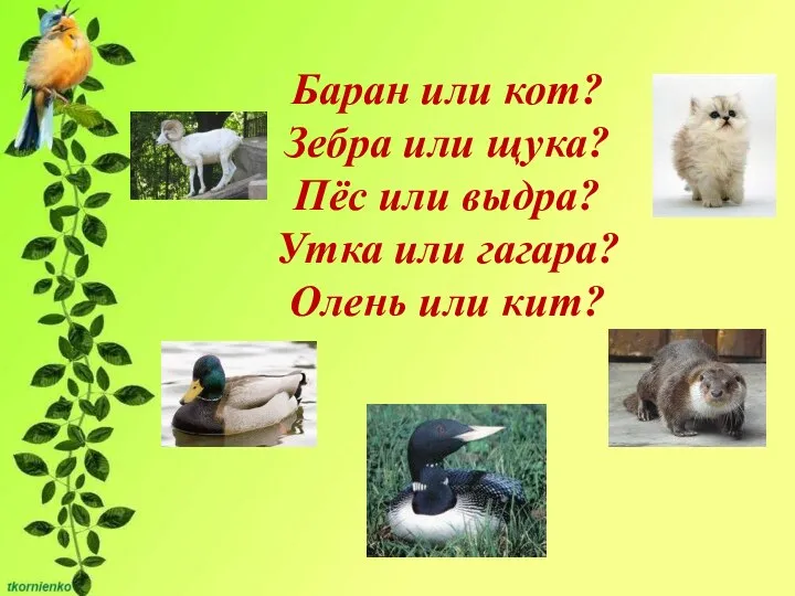 Баран или кот? Зебра или щука? Пёс или выдра? Утка или гагара? Олень или кит?