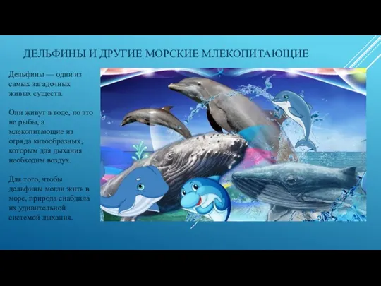 ДЕЛЬФИНЫ И ДРУГИЕ МОРСКИЕ МЛЕКОПИТАЮЩИЕ Дельфины — одни из самых загадочных