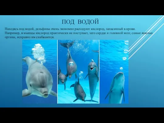 ПОД ВОДОЙ Находясь под водой, дельфины очень экономно расходуют кислород, запасенный