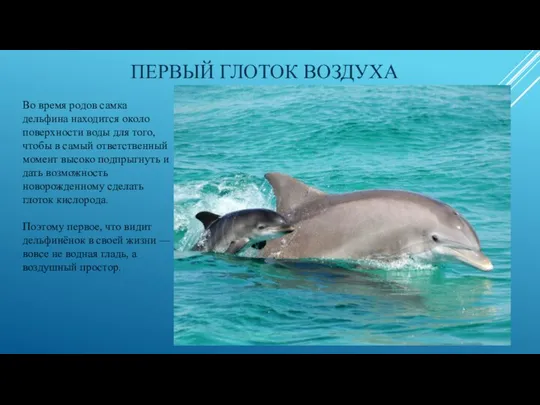 ПЕРВЫЙ ГЛОТОК ВОЗДУХА Во время родов самка дельфина находится около поверхности
