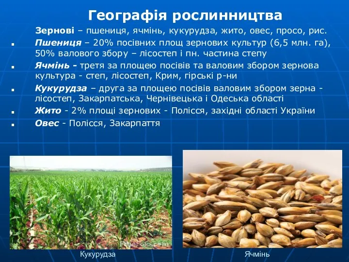 Кукурудза Ячмінь Географія рослинництва Зернові – пшениця, ячмінь, кукурудза, жито, овес,