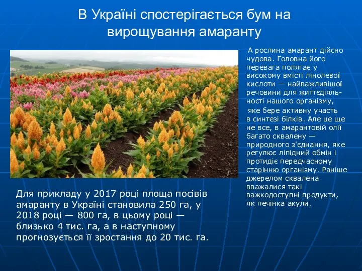 В Україні спостерігається бум на вирощування амаранту А рослина амарант дійсно