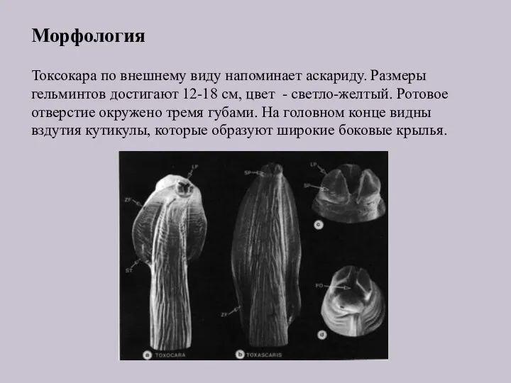 Морфология Токсокара по внешнему виду напоминает аскариду. Размеры гельминтов достигают 12-18