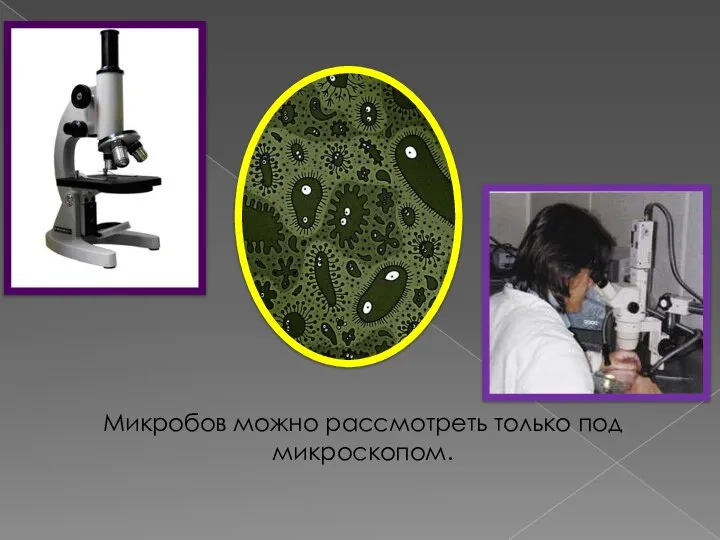 Микробов можно рассмотреть только под микроскопом.