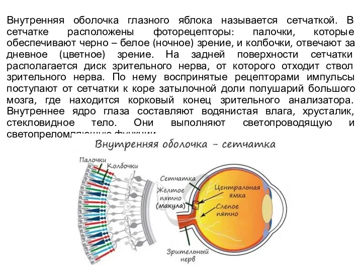 Внутренняя оболочка глазного яблока называется сетчаткой. В сетчатке расположены фоторецепторы: палочки,