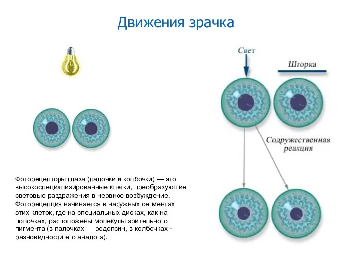 Движения зрачка Фоторецепторы глаза (палочки и колбочки) — это высокоспециализированные клетки,