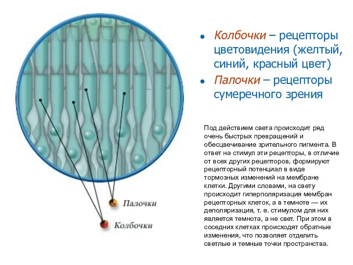 Колбочки – рецепторы цветовидения (желтый, синий, красный цвет) Палочки – рецепторы