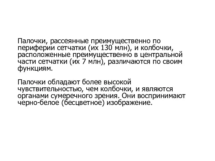 Палочки, рассеянные преимущественно по периферии сетчатки (их 130 млн), и колбочки,