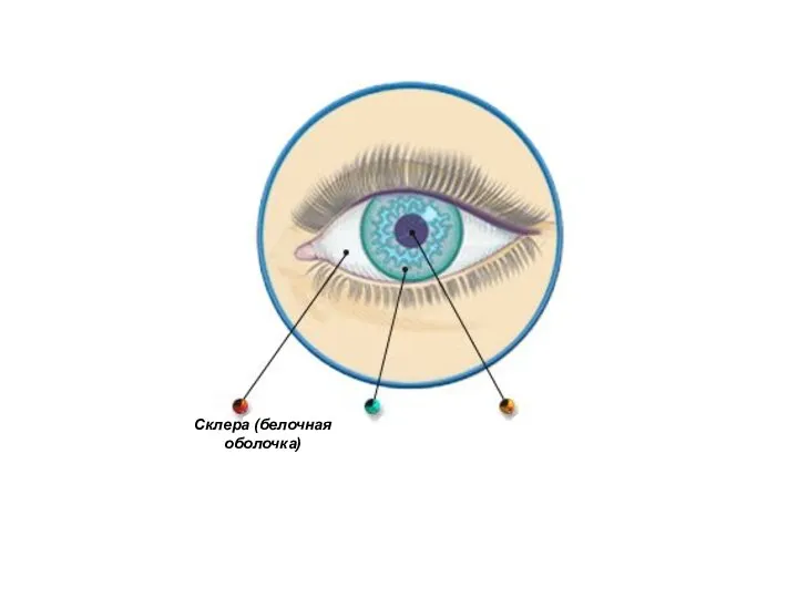 Склера (белочная оболочка)