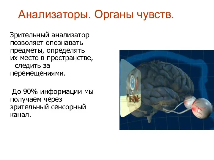 Анализаторы. Органы чувств. Зрительный анализатор позволяет опознавать предметы, определять их место