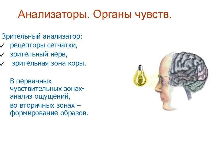 Анализаторы. Органы чувств. Зрительный анализатор: рецепторы сетчатки, зрительный нерв, зрительная зона