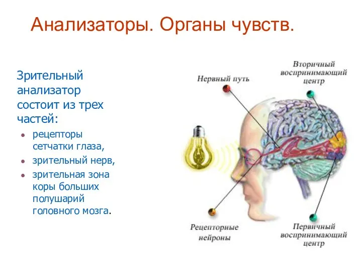 Анализаторы. Органы чувств. Зрительный анализатор состоит из трех частей: рецепторы сетчатки