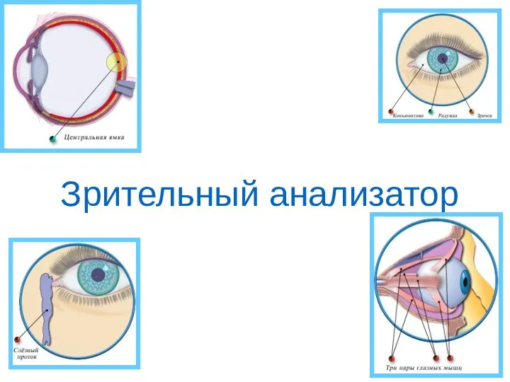 Зрительный анализатор