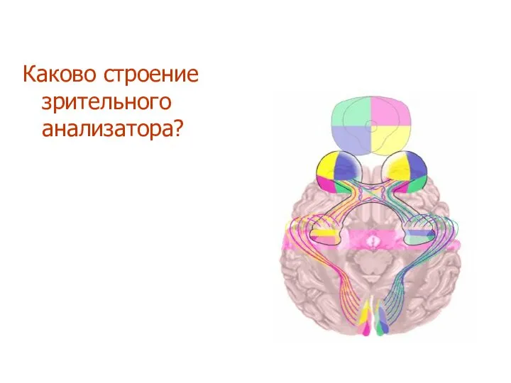 Каково строение зрительного анализатора?