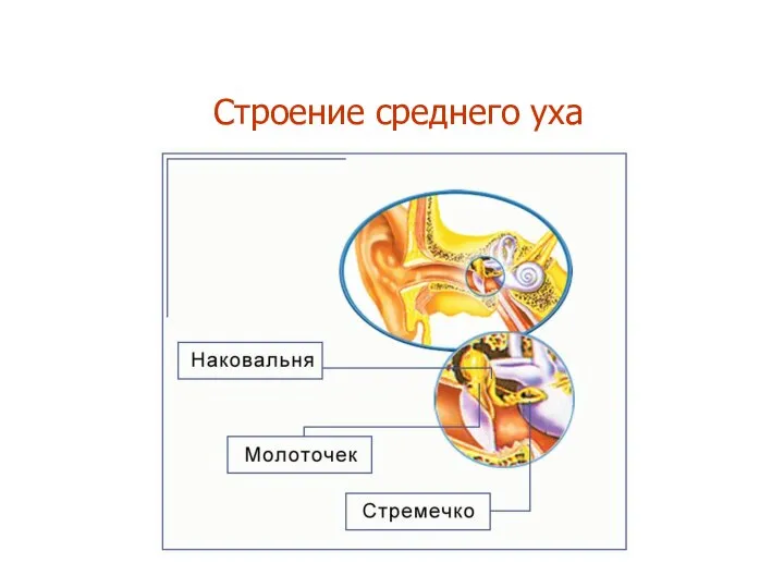 Строение среднего уха