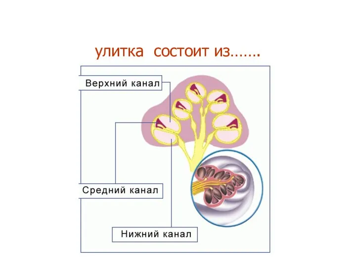 улитка состоит из…….