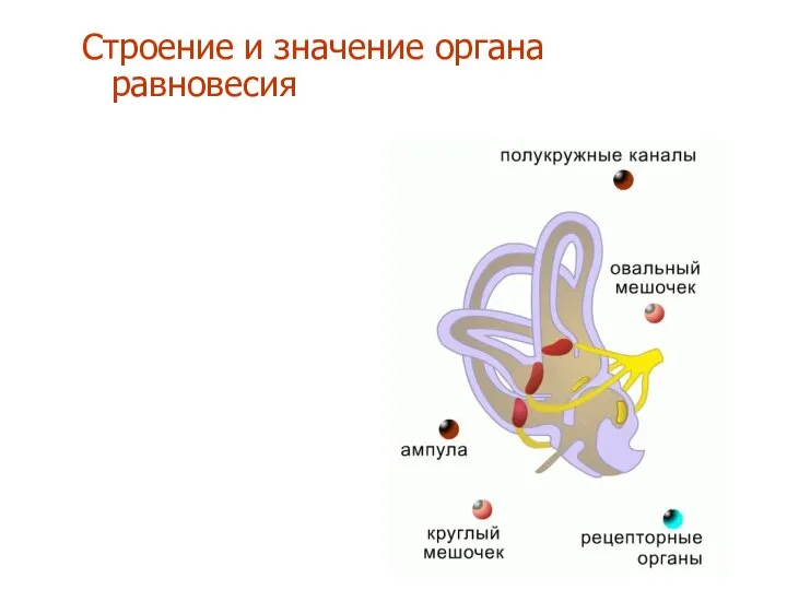 Строение и значение органа равновесия