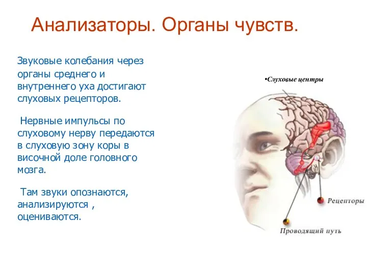 Анализаторы. Органы чувств. Звуковые колебания через органы среднего и внутреннего уха