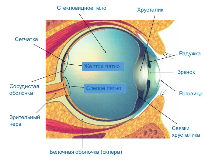 Белочная оболочка (склера) Роговица Сосудистая оболочка Радужка Зрачок Сетчатка Зрительный нерв
